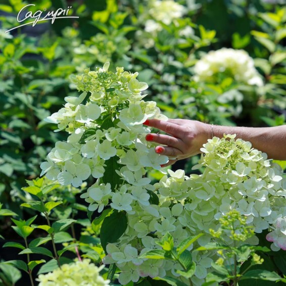 Гортензия метельчатая 'Diamant Rouge'® - 7