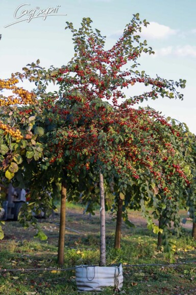 Яблоня 'Profusion' - 5