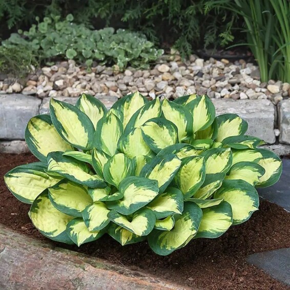 Хоста 'Popcorn' - 1