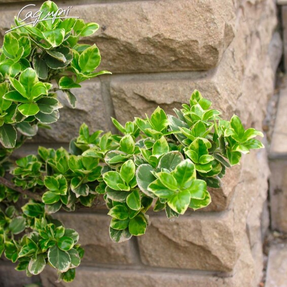 Бересклет Форчуна 'Emerald Gaiety' #1, C3 30-40 - 3