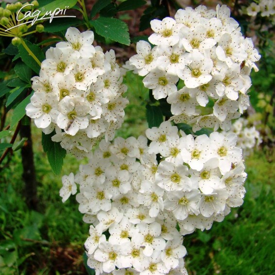 Спирея Вангутта - 6