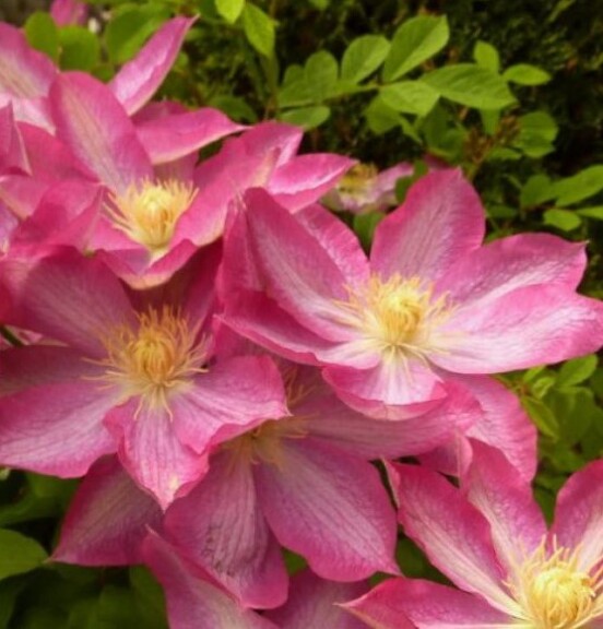 Клематіс 'Asao' - 1