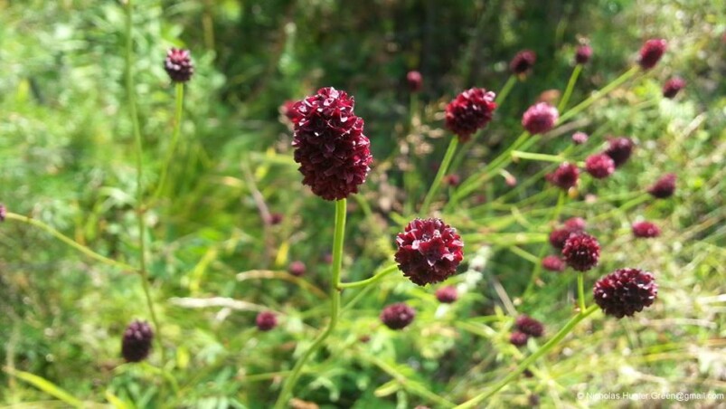 Кровохлебка - хорошее решение для садов природного стиля