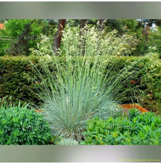 Вівсюнець вічнозелений 'Saphirsprudel'