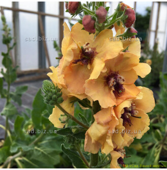 Дивина фіолетова 'Royal Highland'