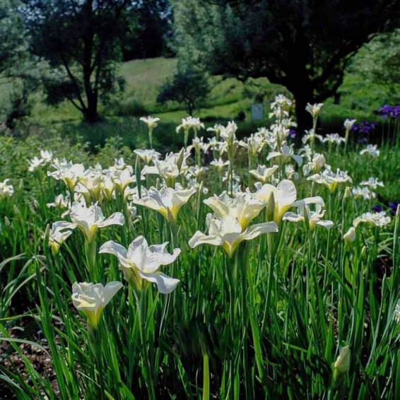 Ирис сибирский 'White Swirl', C3 - - 2