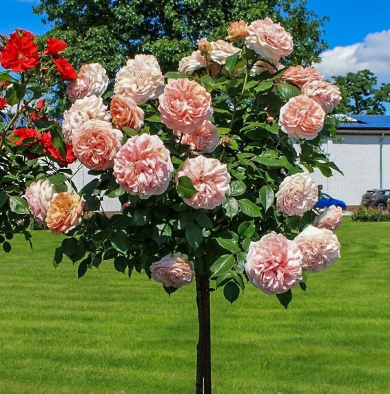 Роза 'Chippendale' - 8