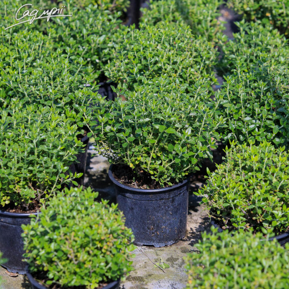 Дубровник світлий, C2 - - 2