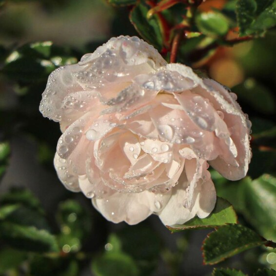 Троянда грунтопокривна 'Swany' - 4 Троянда грунтопокривна 'Swany' - 4