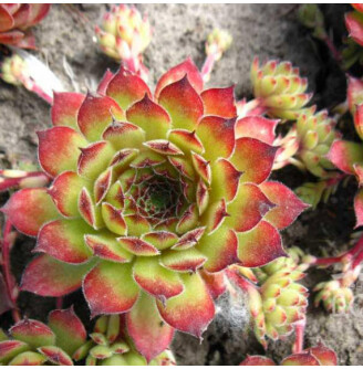 Молодило покрівельне 'Bicolor'