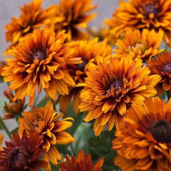 Рудбекия волосистая 'Cherokee Sunset' - 8