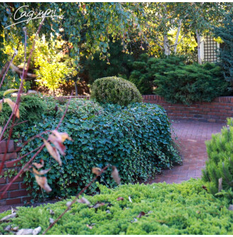 Плющ звичайний