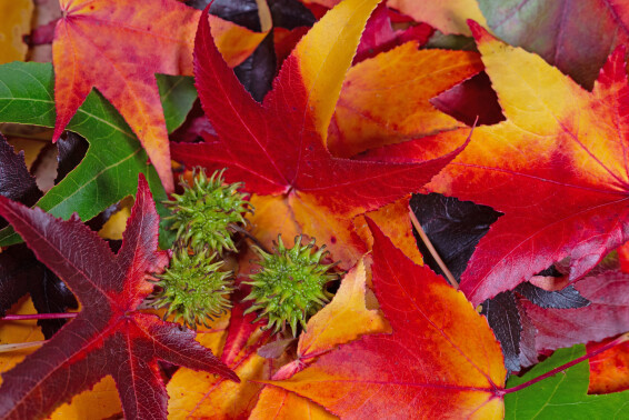 Ліквідамбар смолоносний 'Gum Ball' - 2 Ліквідамбар смолоносний 'Gum Ball' - 2