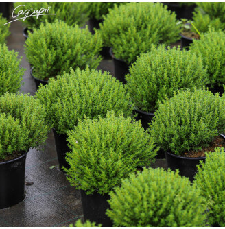 Чебрець звичайний 'Compactus'