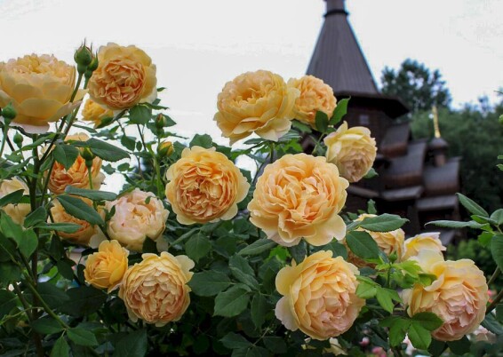 Роза 'Golden Celebration' #1, C7 - - 8