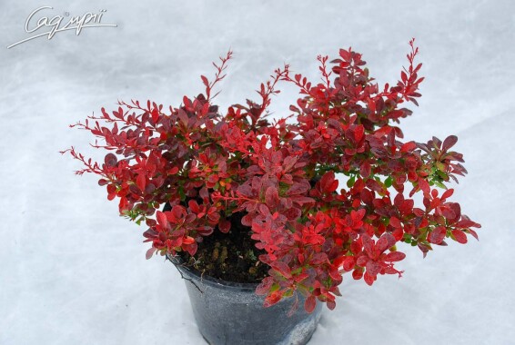 Барбарис Tунберга 'Atropurpurea Nana' #2, RB 20-30 - 5