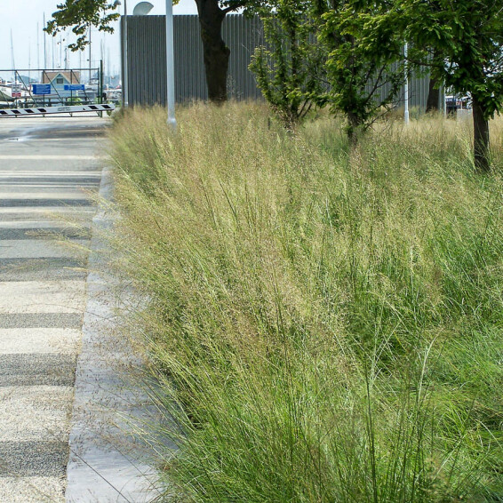 Споробол повітряний - 1