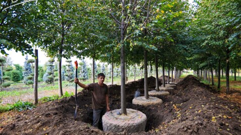 Декоративні дерева з ґрунту - вже у продажу