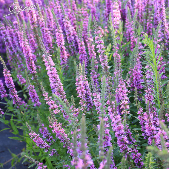 Дербенник иволистный - 6