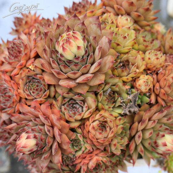 Молодило 'Red' - 2