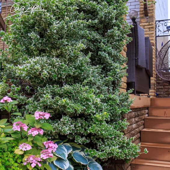 Бересклет Форчуна 'Emerald Gaiety' - 9 Бересклет Форчуна 'Emerald Gaiety' - 9