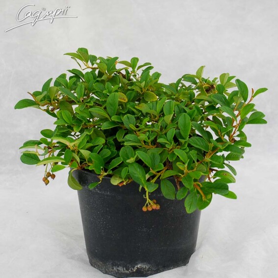 Кизильник Даммера 'Major' - 5