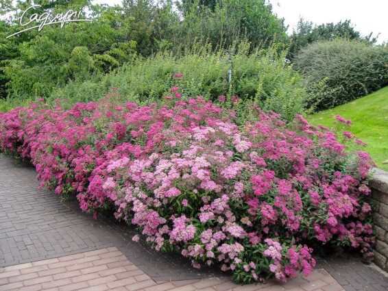 Спірея японська 'Anthony Waterer' #2, С14 - - 7