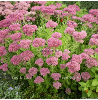 Очиток видний 'Matrona'