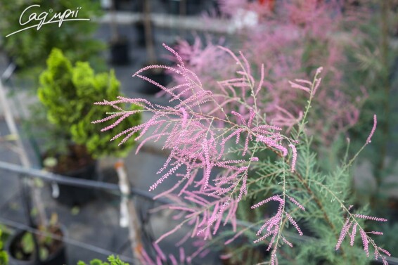 Тамарикс гіллястий 'Rubra' - 2