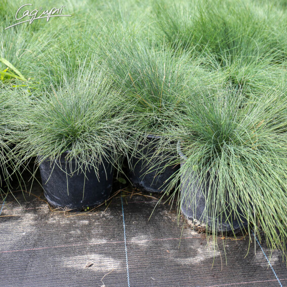 Овсяница валисская, C2 - - 4 Овсяница валисская, C2 - - 4