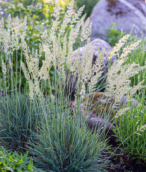 Келерія блакитна - 4 Келерія блакитна - 4