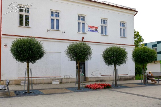 Вишня шаровидная 'Umbraculifera' #11, С110 16--18 300-350 St. 220-230 - 7