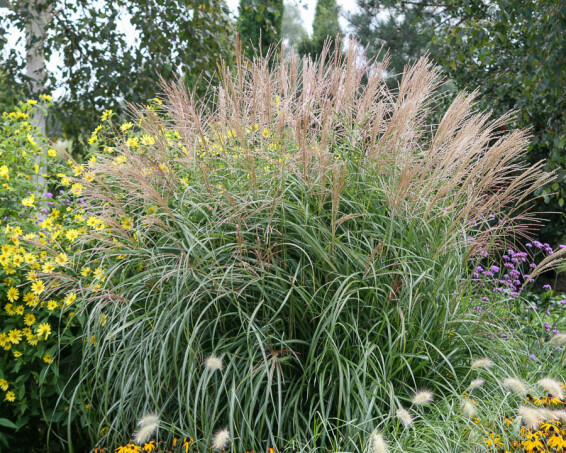 Міскантус китайський 'Kleine Fontane' - 1