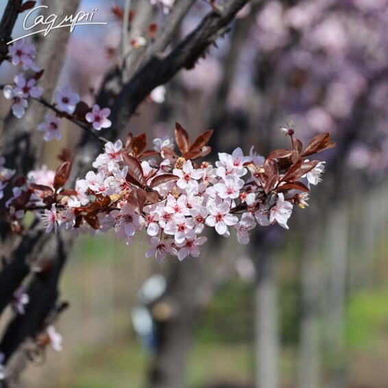 Слива вишнеплодная 'Nigra' #9, WRB 40+ 500+ St. 1/2 - 15 Слива вишнеплодная 'Nigra' #9, WRB 40+ 500+ St. 1/2 - 15