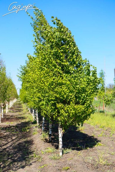 Береза плакуча 'Fastigiata' - 1 Береза плакуча 'Fastigiata' - 1
