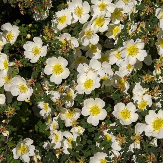 Роза бедренцелистная - 1