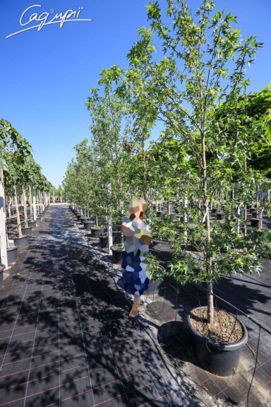 Ликвидамбар смолоносный 'Worplesdon' - 7