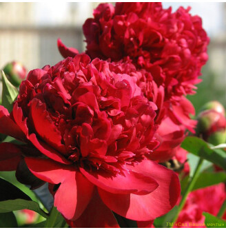 Півонія трав'яниста 'Ruth Clay'