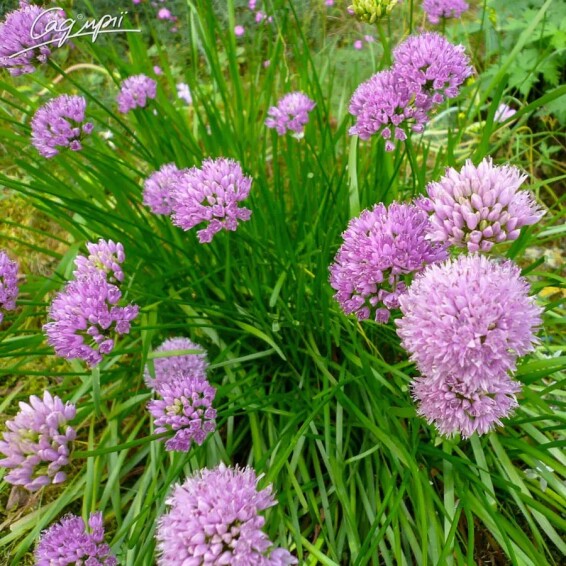 Цибуля старіюча 'Montanum' - 5