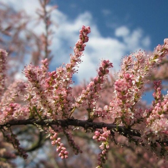 Тамарикс дрібноцвітковий - 2 Тамарикс дрібноцвітковий - 2