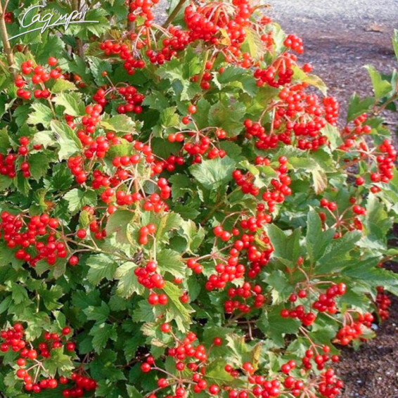 Калина обыкновенная 'Park Harvest' - 4