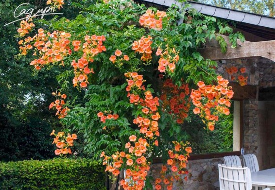 Кампсіс укорінливий 'Ursynow' - 2 Кампсіс укорінливий 'Ursynow' - 2