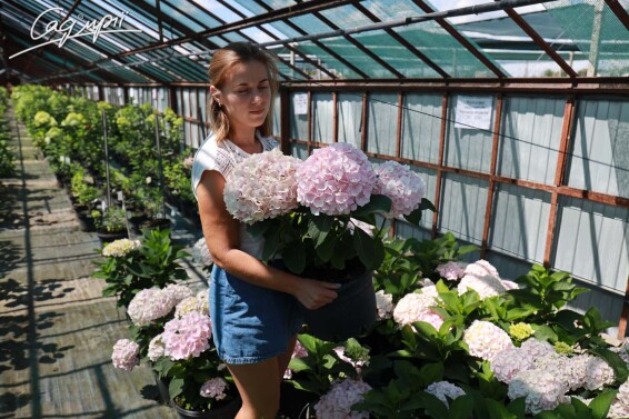 Гортензия крупнолистная 'Hovaria Hopaline'® - 4 Гортензия крупнолистная 'Hovaria Hopaline'® - 4