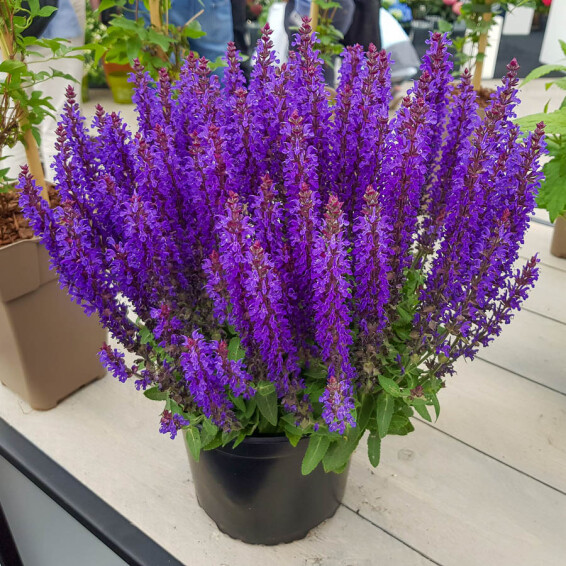 Шавлія лісова 'Blue Bouquetta' - 1