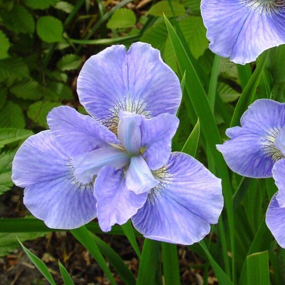 Ирис сибирский 'Dear Delight' - 3