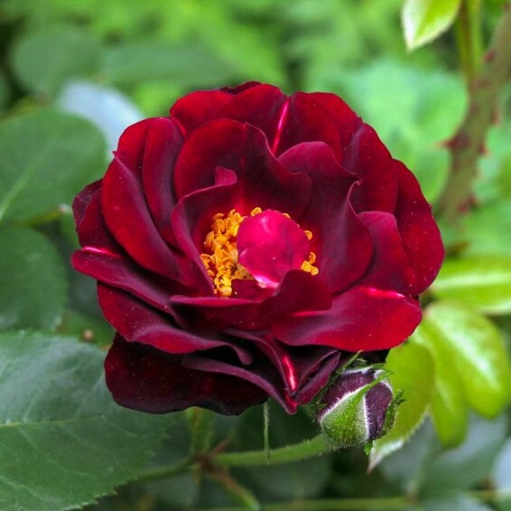 Роза чайно-гибридная 'Malicorne' - 7