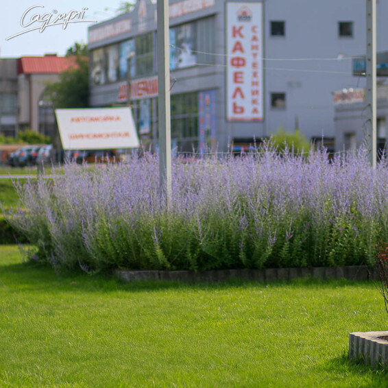 Перовскія лебедолистна - 1 Перовскія лебедолистна - 1