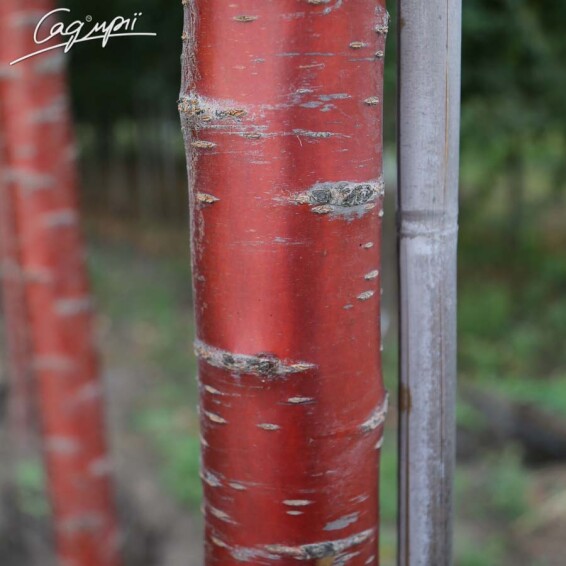 Слива Саржента 'Rancho' #4, WRB 35--40 450-500 St. 200-225 - 6