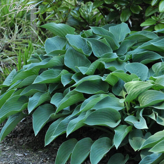 Хоста 'Blue Cadet' - 2