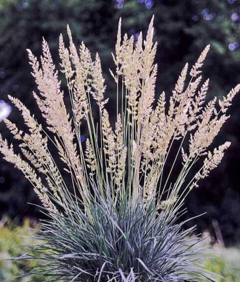 Келерія блакитна - 1 Келерія блакитна - 1